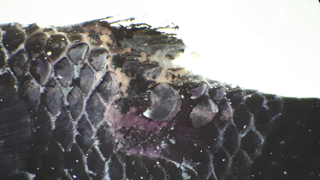 Флавобактериоз у карпа