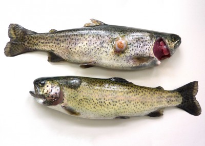 Аэромоноз у форели