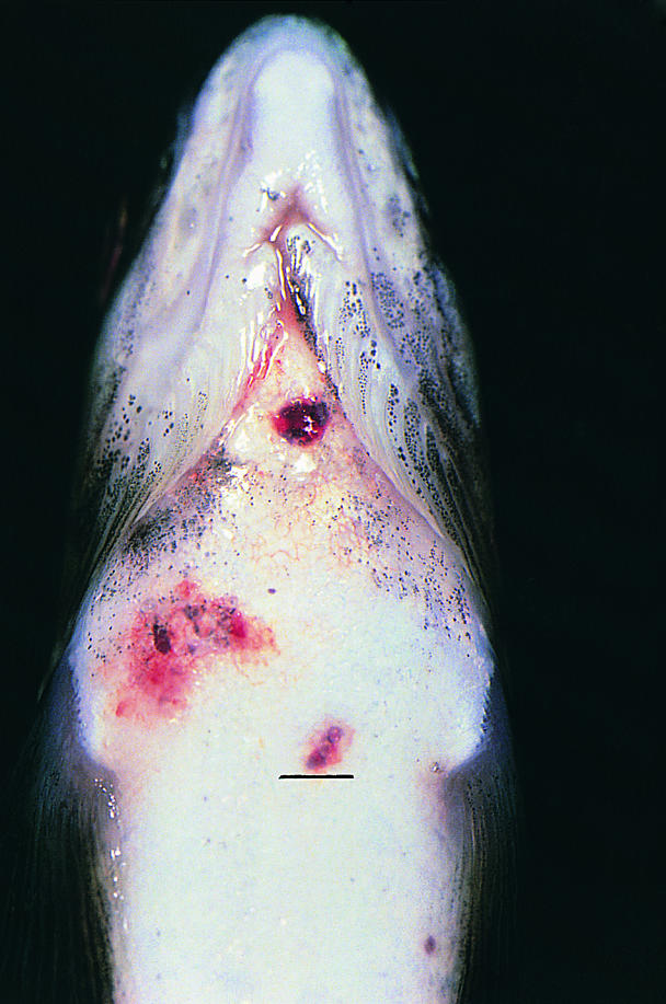 Микобактериоз у лосося