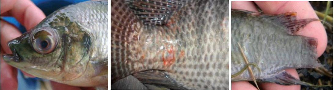 Псевдомоноз у тиляпии