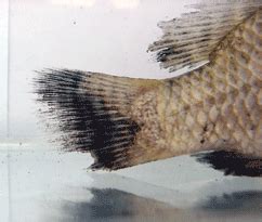 Флавобактериоз у тиляпии